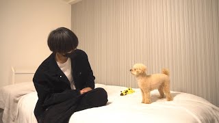 イライラ爆発トリミング終わりの犬、飼い主にキレる/トイプードル