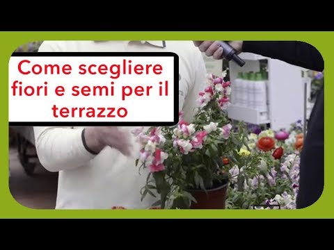 Video: Scelta di piante perenni auto-seminanti: tipi di fiori perenni auto-seminanti