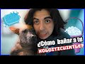 ¿Cómo  bañar a tu Xoloitzcuintle? / Charly Mocte の動画、YouTube動画。