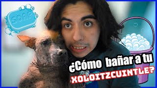 ¿Cómo  bañar a tu Xoloitzcuintle? / Charly Mocte