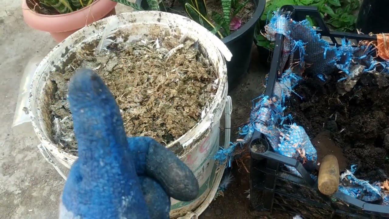 طريقة تحلل السماد العضوى /زلق الحمام والمواشى ومخلفات الطيور