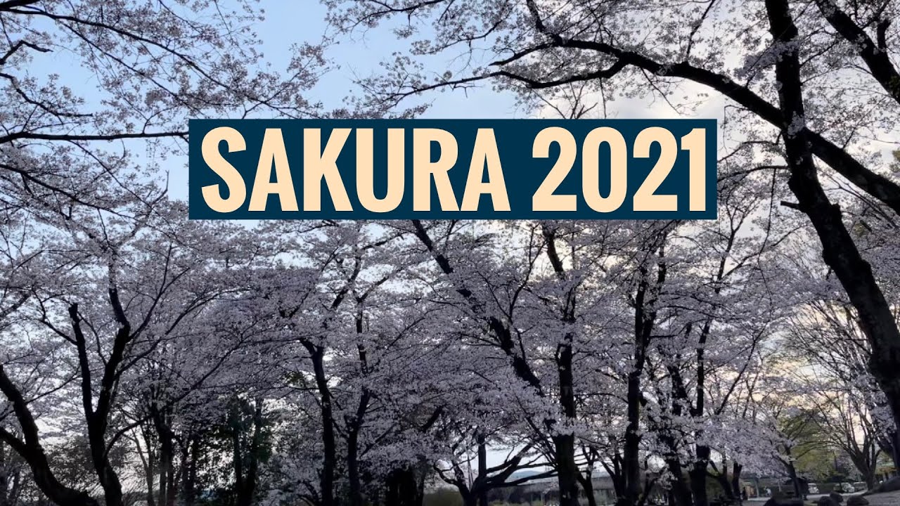 Sakura 21 Youtube Sakura 21 Youtube