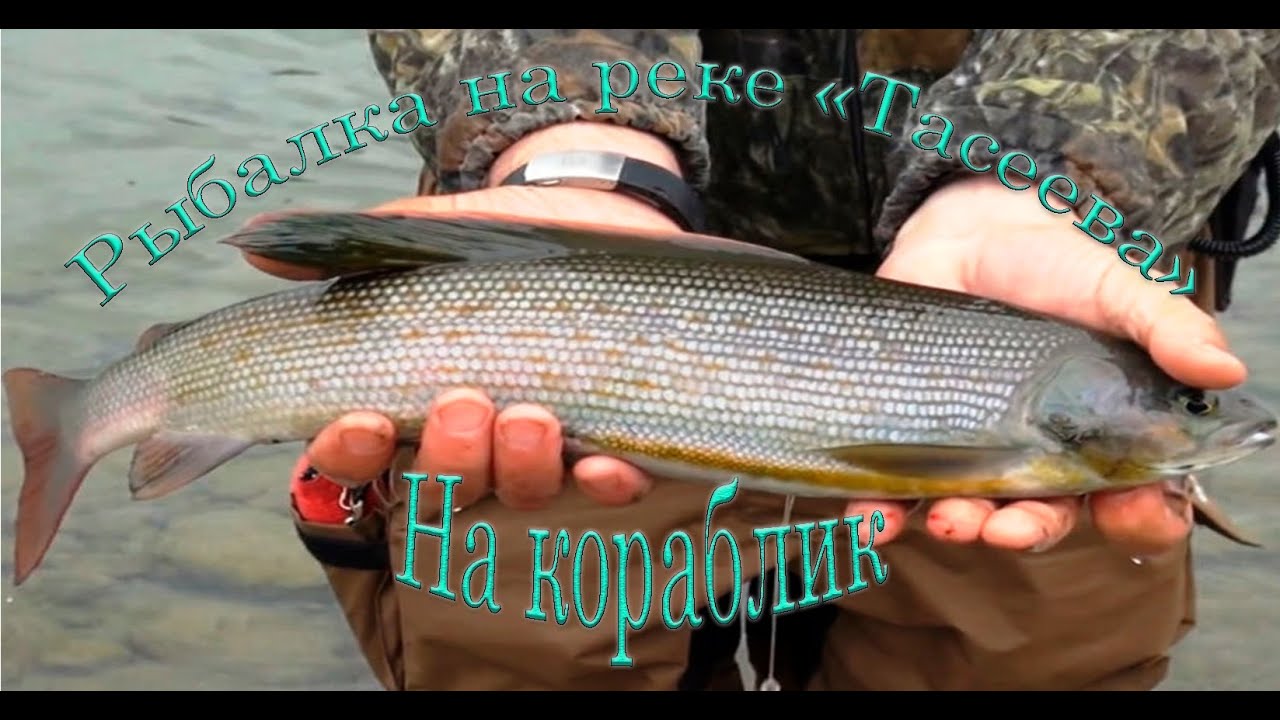 Хариус ловля на реке кия Хариус ловля на реке кия
