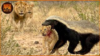Craziest Honey Badger Attacks Caught On Camera | Wild Animals