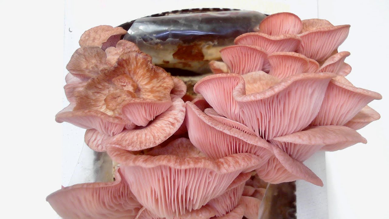 AMAZING Pink Oyster Mushrooms Growing! 4 day TIME-LAPSE! - YouTube