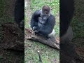 【上野動物園 ゴリラ】座り姿も歩き方も美しいハオコ Silverback gorilla Haoko is beautiful in sitting and walking