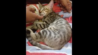 can a cat sleep like this 🤪 // Why did we name him Kumbha/ Kumbhakarnan😀 by (K)CAT(D) 14 views 2 months ago 36 seconds