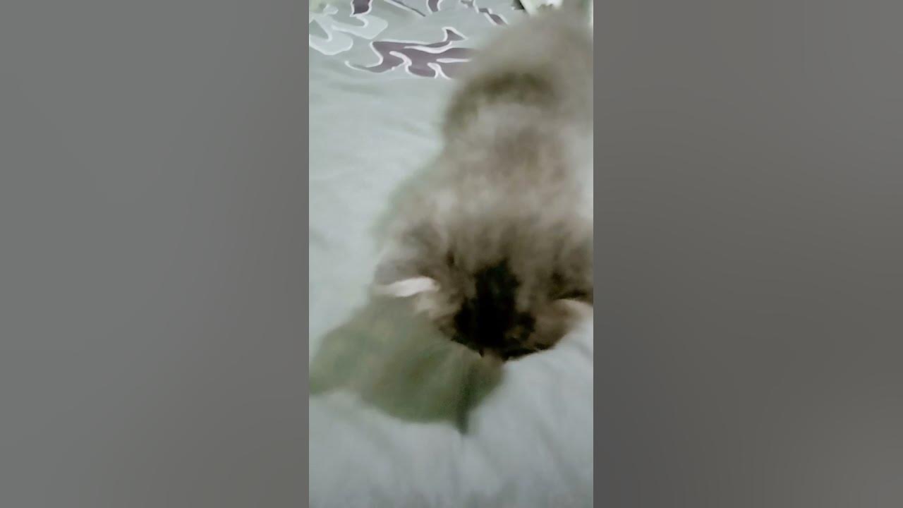 #котëнок - YouTube