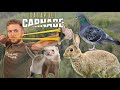 Ferreting Rabbits | Slingshot Hunting