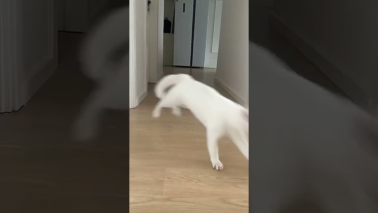 Chasing Shadows: Captivating Cat's Daily Adventures