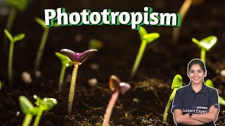 Plant Behavior: Understanding Phototropism and Gravitropism | Plant Biology | Plant phototropism
