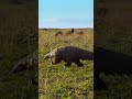 Meet the world’s only truly scaly mammal, the Pangolin 😍 #Serengeti3 #BBC #Pangolin #Nature