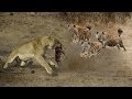 Hyenas baby was born in Lion's territory!Lions attack Hyena cubs in front of Hyenas parent