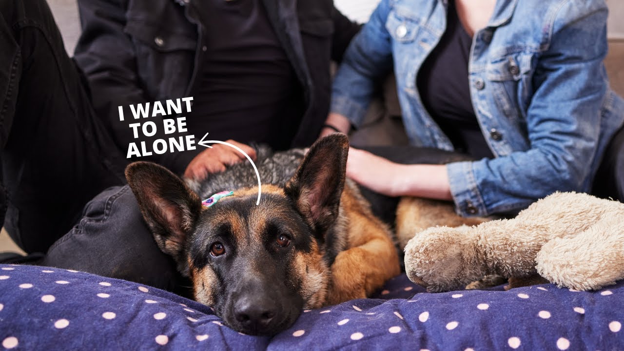 10 Critical Signs Your German Shepherd is in Their Final Days