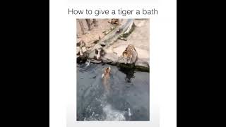 How to give tigers a bath