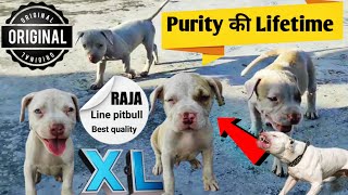 Xl size राजा Line Pitbull puppies | Lifetime guarantee | pitbull puppies for sale