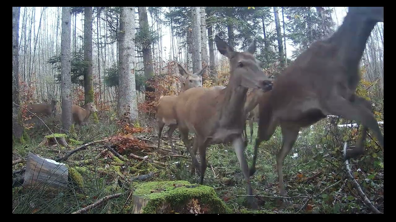 Intimité au cœur des biches  2025
