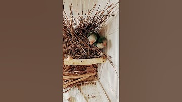 Monk Parakeet Breeding Setup inside Cage | Myiopsitta Monachus | Funny & Cute Parrots | Jeddah 2021