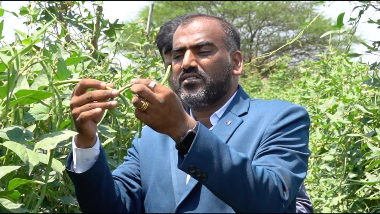 SCTवैदीक- गोअमृताची किमया 12 गुंठे चवळीत 15 तोड्यांत 85 हजार झाले ,४-५ लाखांचे उत्पन्न अपेक्षीत💰