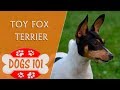 Dogs 101 - TOY FOX TERRIER - Top Dog Facts About the TOY FOX TERRIER