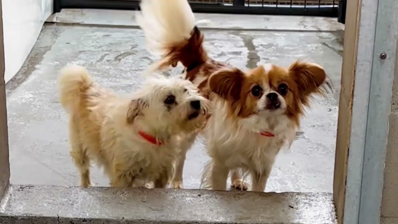 🐾🚶‍♂️ Walk-Around Wednesday at NMDR! 🚶‍♀️🐾