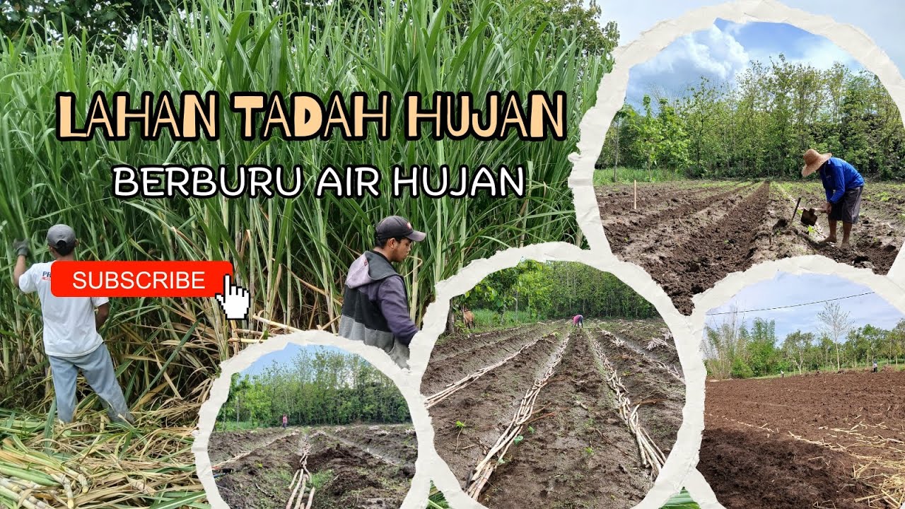Uji Coba Tanam Tebu dengan Jumlah Bibit Tidak Umum