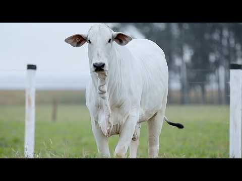 LOTE 36 - CSCF 8405
