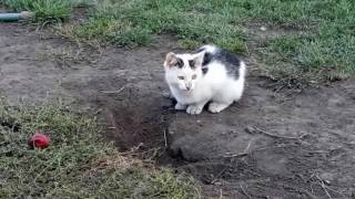 Счастливый котенок из приюта каким был и каким стал | happy kitten from a shelter Счастливый котенок из приюта каким был и каким стал | happy kitten from a shelter