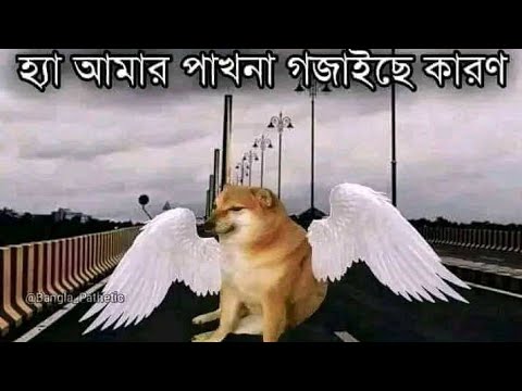 ভিডিও: সপ্তাহের বই: কারটিয়ের প্যান্থের