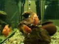 Gold fish in an aquarium