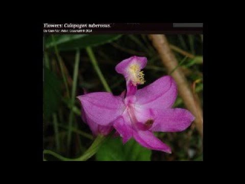 Tissue Talks E3: Calopogon tuberosus