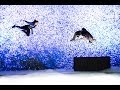 Red Bull Flying Illusion 2014 Germany: Weltpremiere in Berlin
