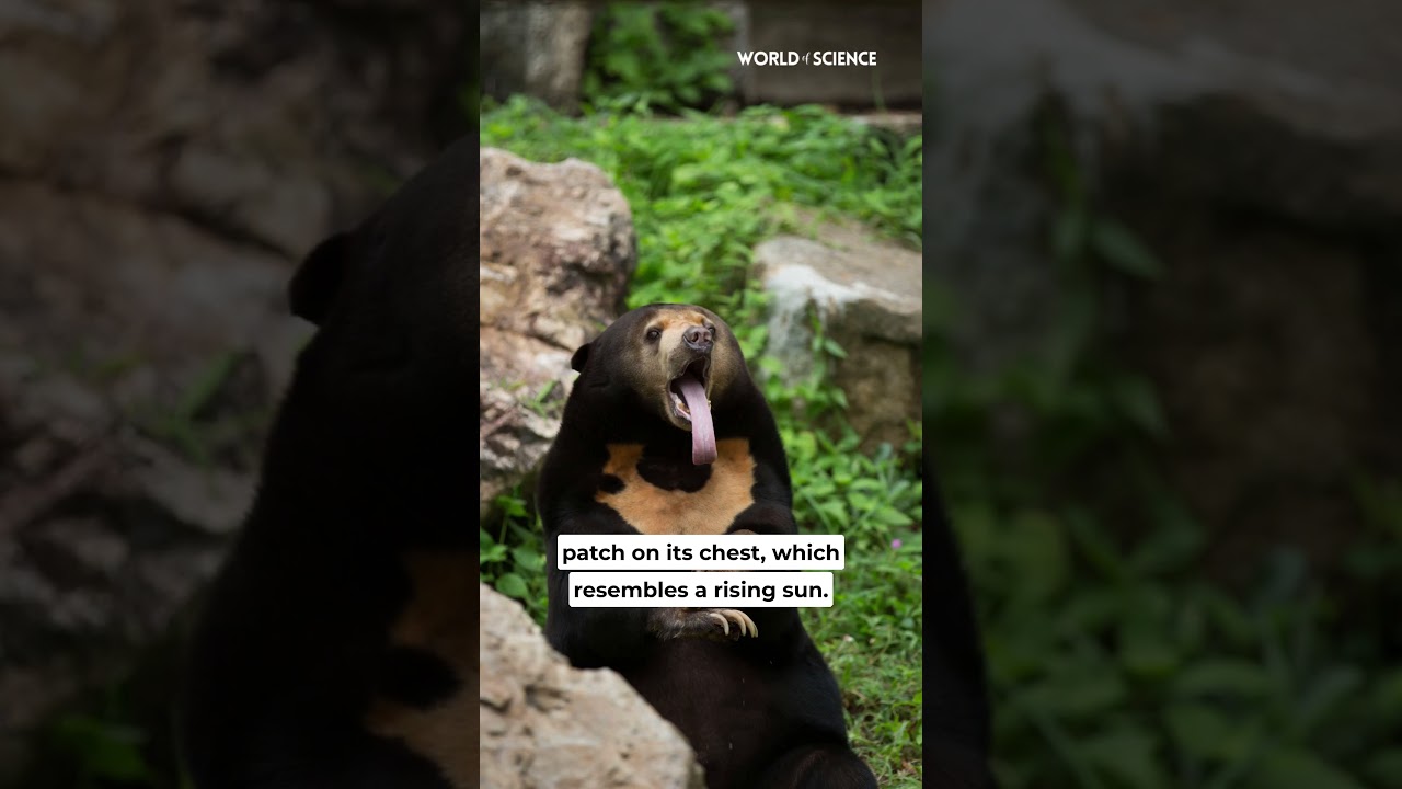 Sun Bear The World's Smallest Bear! 