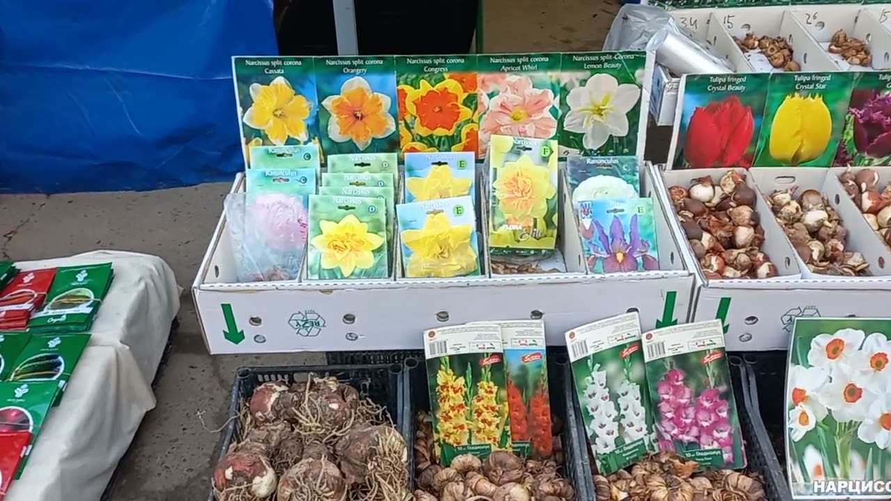 23 ФЕВРАЛЬ МУХАММАДАЛИ ГУЛЛАРИ🪴🪴🍁🍁🌵🌵🪻🪻🌾🌾🌷🌷🌳🌳🌻🌻🌼🌼🌸🌸🪷🪷