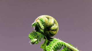 Uncurling Crozier of a Dicksonia Antarctica "Soft Tree Fern" screenshot 1