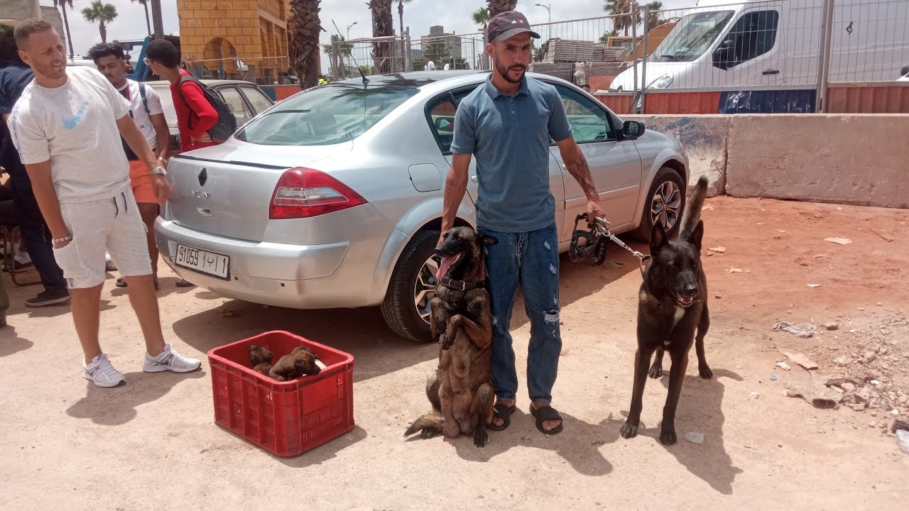 سوق لكلاب الحراسة الأمنية والصيد فرجة ممتعة عشاق الحيوانات الأليفة القريعة بالدارالبيضاء