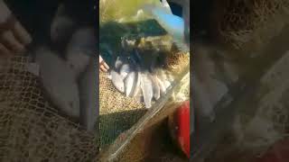 Amazing fishing hunting #viral #fishing #shorts