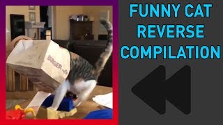Funny Cat Videos In REVERSE Compilation #1