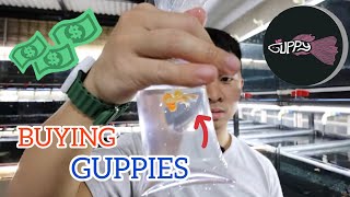 MR GUPPY VISIT - Bumili ako ng Guppies sa MR GUPPIES may FREE TIPS sa guppy keeping! screenshot 2