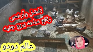 افضل وأرخص رافع مناعه للحمام في الشتاءThe best and cheapest lifter for  pigeons in winter