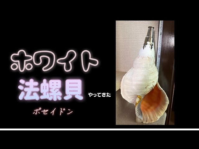 ホワイト法螺貝がやってきた2026 - YouTube