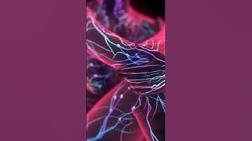 How Our Immune System Works