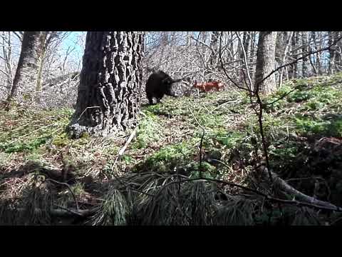 Video: Cirneco dell'Etna