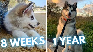 Alaskan Malamute Ekko - 5 Days to 1 Year - From Puppy to Adult Dog Transformation by Rocadog 277 views 1 month ago 3 minutes, 22 seconds