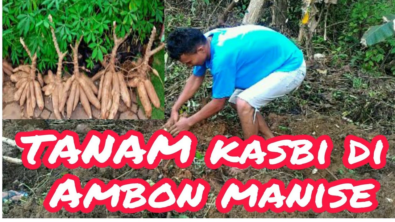Cara Sederhana Menanam Singkong 