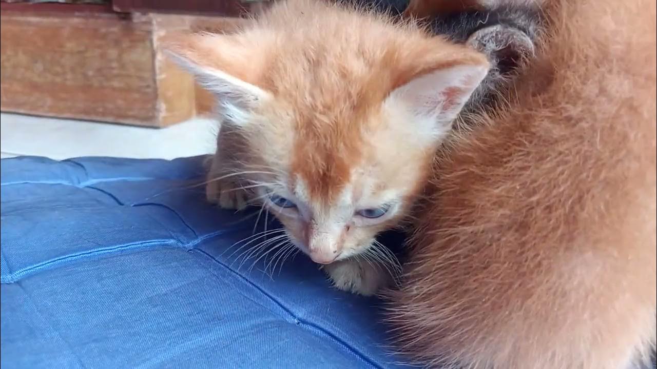 cute kitten is very angry when there is coughing sound Cats and