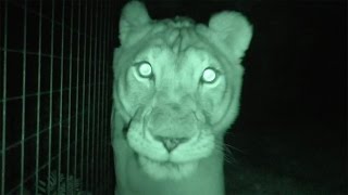 Big Cats At Night