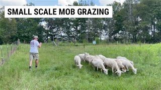 Success Using Sheep Mob Grazing