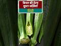 Eat Lady Finger Daily for Sugar &amp; Skin Glow! | भिंडी के चमत्कारी फ़ायदे जानें! #ladiesfingerfry