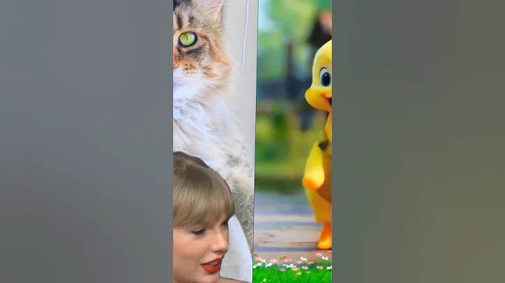 Video 5800311: male mainecoon, cat adoption, cute cat